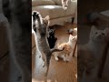A special kitten！プロペラ子猫と普通の猫達