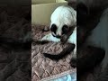内股ナメナメ猫🐱 - Cats inner thigh - #shorts #cat
