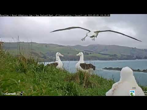 Northern royal albatross