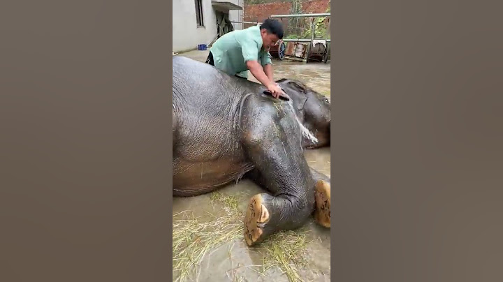 تحميم الفيل وهو مستلقي 🥰 اسعد فيل 🐘 في العالم 🌏