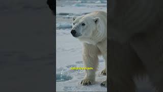The Truth About Polar Bears Will Shock You! 😨❄️ #shorts #viralshorts