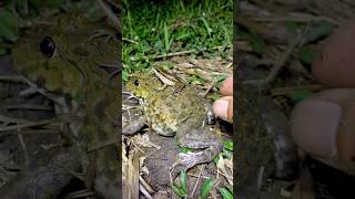 Celebrity Funny Big Frogs Take Care Baby | It Fun Catch Froggy #shorts Wealth