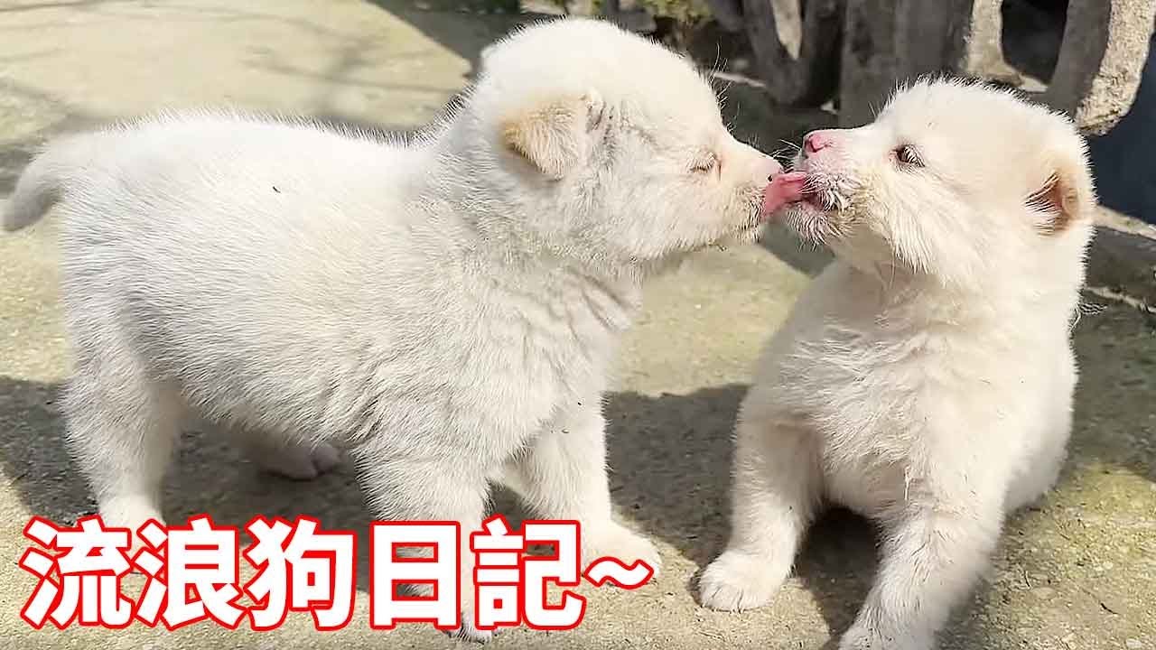 Проезжайте через мусорную свалку ночью, чтобы забрать двух маленьких собак