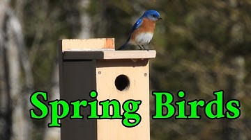 Spring Birds Return to the Farm - Eastern Bluebird, Tree Swallow ....