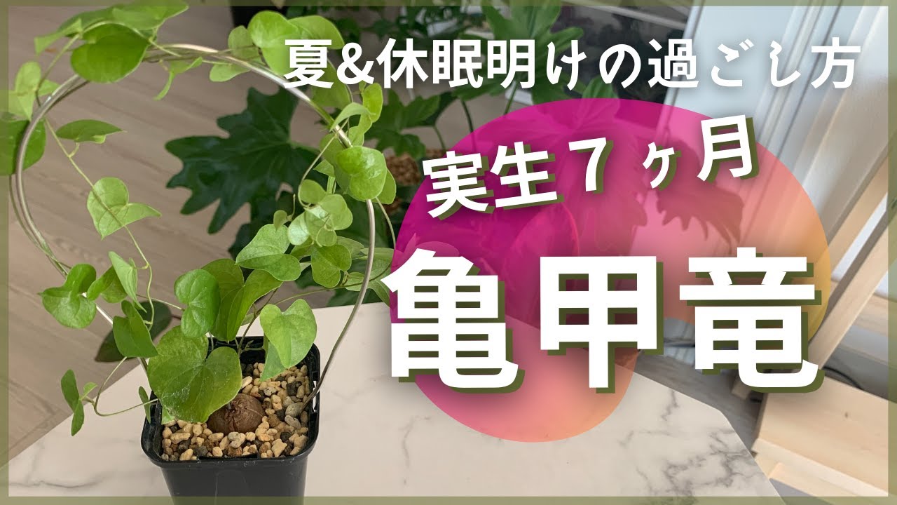 亀甲竜・実生7ヶ月になりました！夏の過ごし方の失敗談＆休眠明けの 