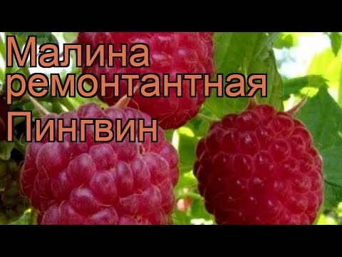 Малина ремонтантная Пингвин (rubus idaeus pingvin) &#55356;&#57151; обзор: как сажать, саженцы малины Пингвин