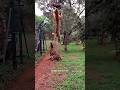 जंगल के सबसे खतरनाक शिकारी बाघ की कुछ खतरनाक बातें | Dangerous things about tigers | #tiger |#shorts
