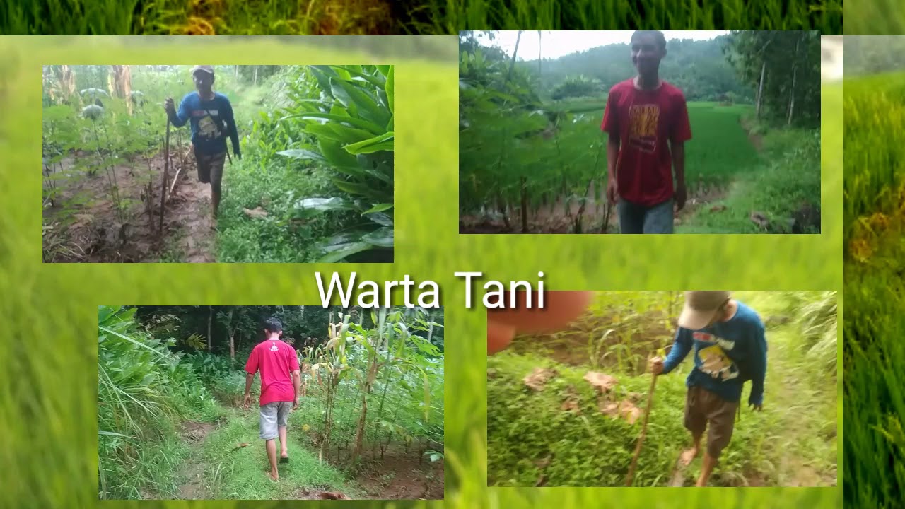 Menanam padi - YouTube