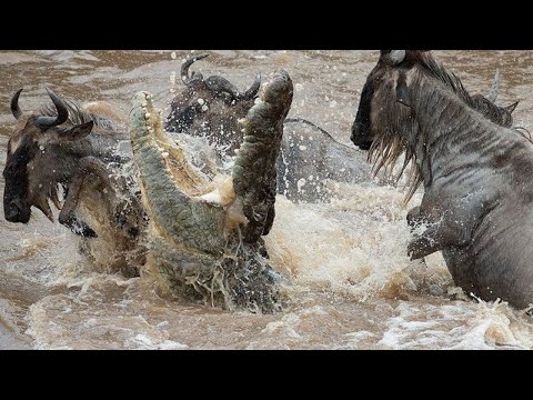 Vídeo: La gran migració dels ñus i la zebra