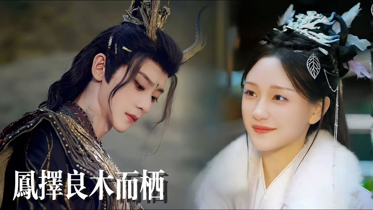新劇搶先看【鳳擇良木而棲】綠茶女空降奪走竹馬寵愛！團寵小師妹被踩碎尊嚴那夜，龍族太子將她護在懷裡：“夫人你看，他們膝蓋都跪穿了”