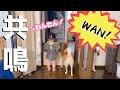 柴犬が吠え始めたと思ったら娘も隣に来てわんわん言い始めた