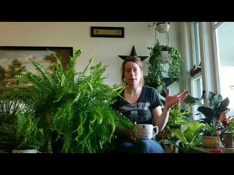 Ferns