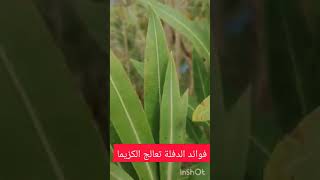 علاج الاكزيما بالدفلة