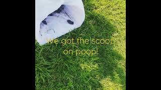 Dog Poop Scooper In Action