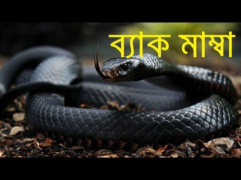 আফ্রিকার সবচেয়ে বিষধর সাপ ব্ল্যাক মাম্বা | অজানা ডায়েরি