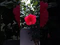floral beauty--gudahal#video #flowers #plants #garden #trendingshorts #songs#youtubeshorts