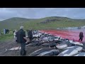 1500 дельфинов убили за ночь на Фарерских островах