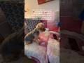 Benji was taught how to pray. #petlover #dogshorts #dogs #puppy