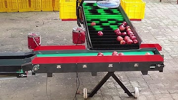 APPLE GRADING MACHINE | AFFORDABLE | INCREASE EFFICIENCY | 9896-091-276, 9896-376-054 |