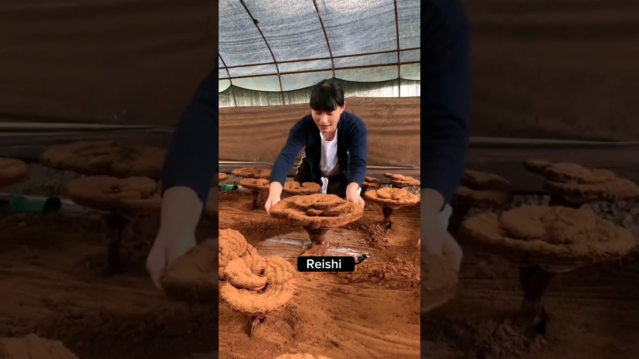 Collecting Reishi Mushroom Powder  