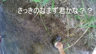 荒川 鴻巣市付近 ブラックバス釣行 キャットフィッシュ 2 ニゴイ 1 が釣れた No Name