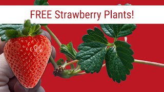Use Strawberry Runners for New Plants
Want more strawberry plants? See how easy it is to propagate new strawberry plants using the runners! Strawberry runners produce a baby strawberry plant that is just waiting to get in touch with soil to produce roots. In this video, Ill show you how quick and easy it is to produce new plants. Use Strawberry Runners for New Plants
