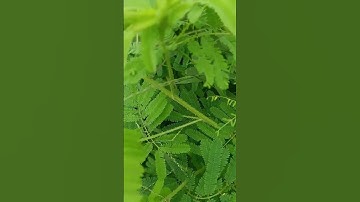 Gai cột sống, Vôi cột sống, gai gót chân tìm đến bài thuốc từ cây Gai Xương Rắn này #baithuochay