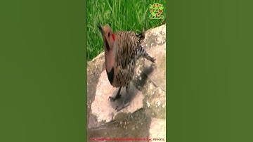 ADORABLE NORTHERN FLICKER #SHORTS 🐦#LovelyNature #viralshorts #birds #Shorts