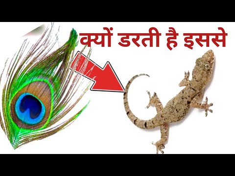 वीडियो: पंख वाली छिपकली कहाँ रहती है?