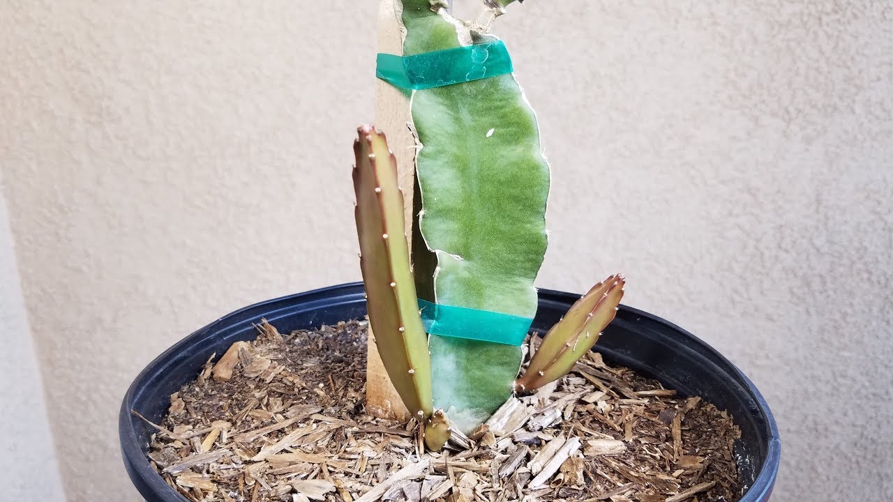 Growing Dragon Fruit from Cuttings, Days 2793 YouTube Growing Dragon Fruit from Cuttings, Days 2793 YouTube