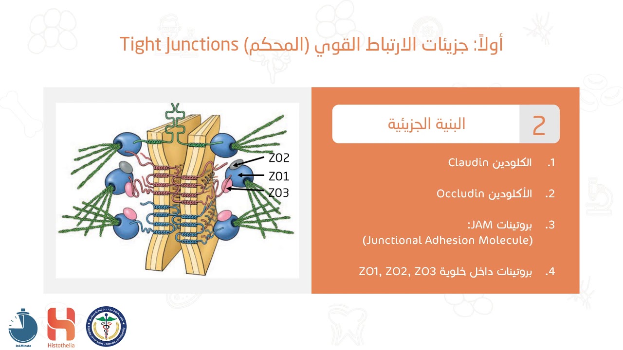 النسيج الظهاري 3 - المجال الجانبي || Epithelial tissue 3 - Lateral domain