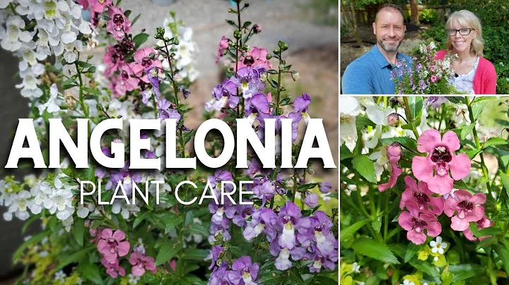 Guia completo para cultivar Angelonia: Fácil e encantadora! 🌸