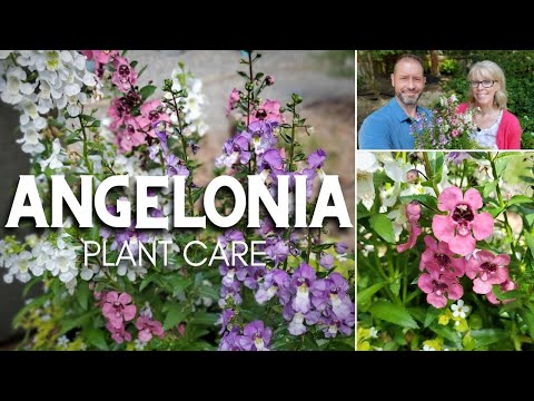 Wideo: Angelonia