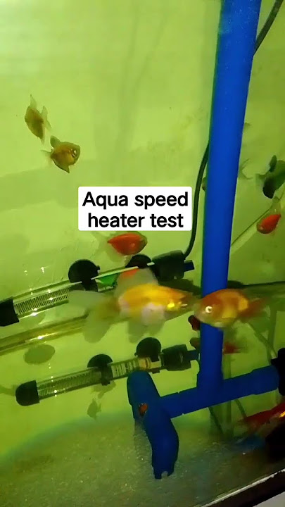 Aquaspeed Heater test #aquaspeedheater
