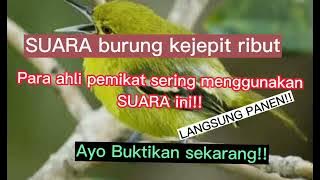 Suara burung kejepit paling ributt&Ampuh, Auto langsung panen banyak #pikat