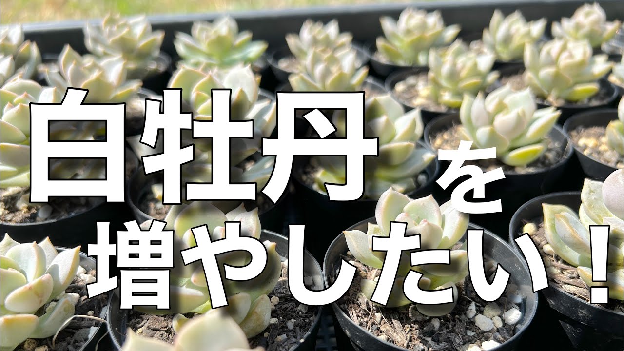 Succulents] Propagate the popular white peony by cutting and