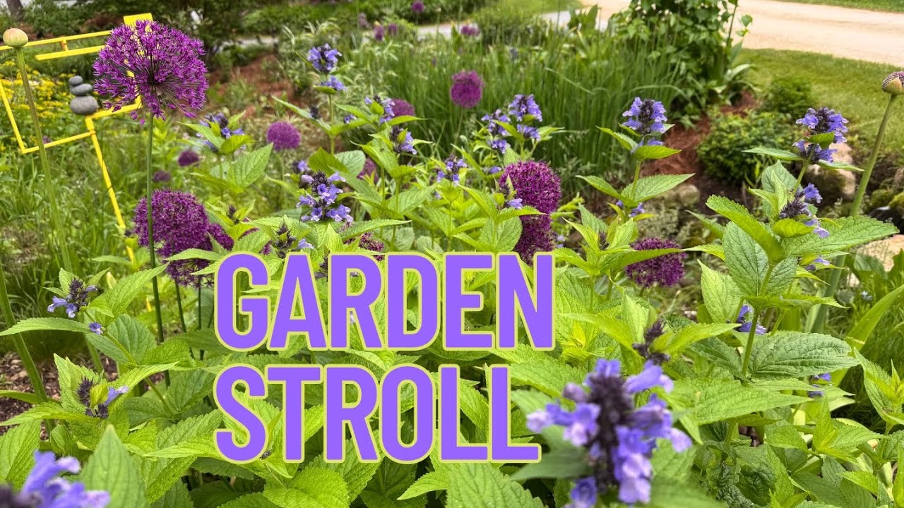 Garden stroll: It's Viburnum season!