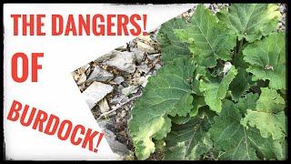 The Dangers of Burdock Root!