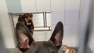 acs A683257