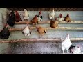 1 Minute Of Chickens Screaming