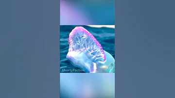 Португальский кораблик