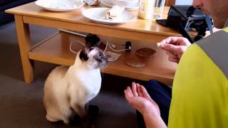 Training a Siamese Cat.