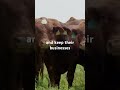 How Foot-and-Mouth Disease Hit South Africa’s Agricultural Industry