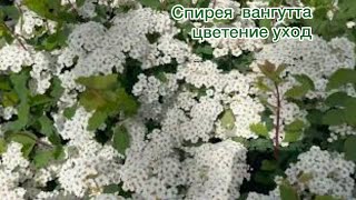 :   (Spiraea vanhouttei) -   !