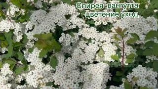 Спирея Вангутта (Spiraea vanhouttei) - цветение посадка уход!