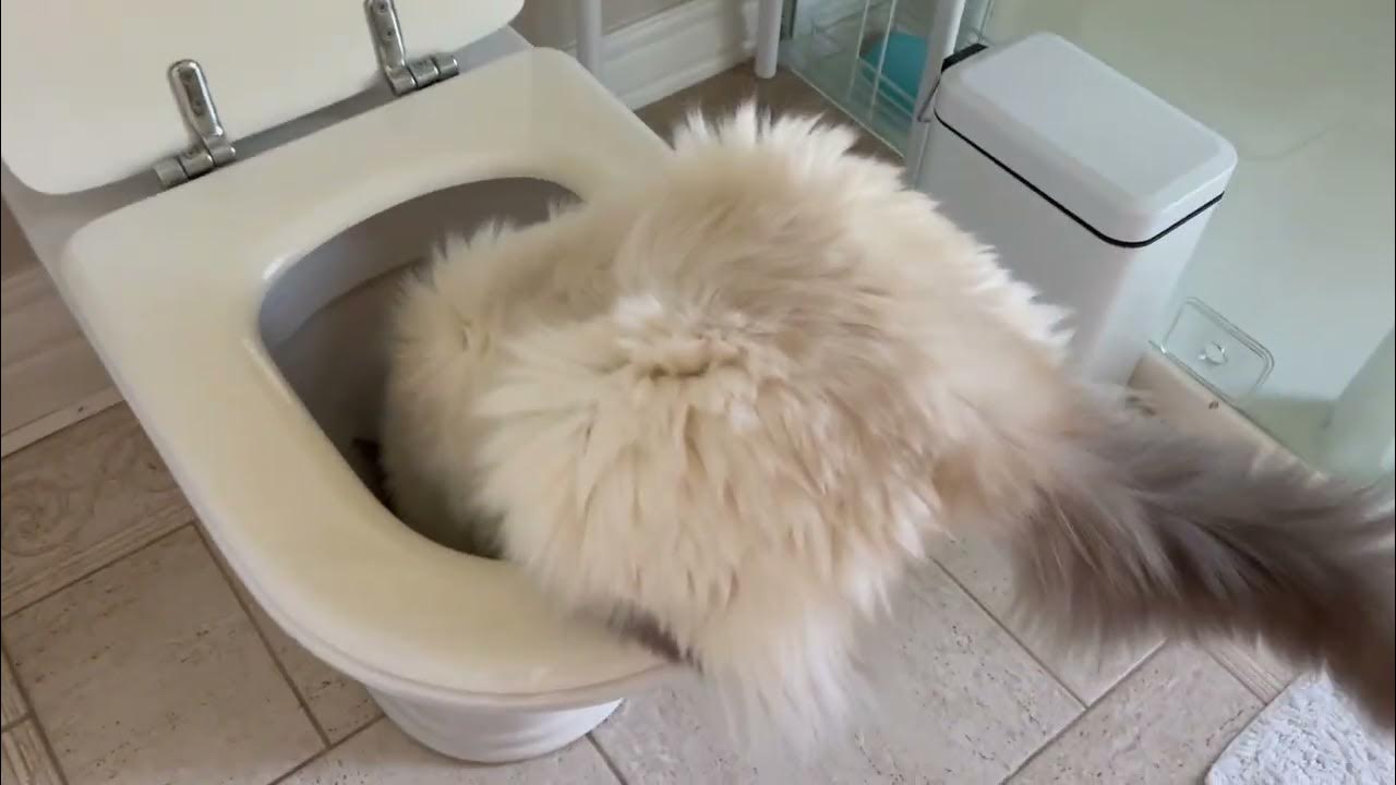 Cat Drinking Toilet Water 🤮🤮🤮 YouTube