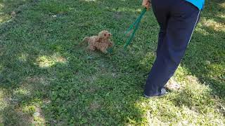 Cavoodle puppy in early training