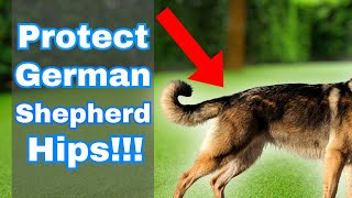 You MUST Protect Your Dog's Hips... Watch THIS!!! by German Shepherd Man Official Channel 1,418 views 12 days ago 3 minutes, 1 second