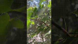 A Quiet Window, A Living Plant, And Bees Reminding Us To Just Be