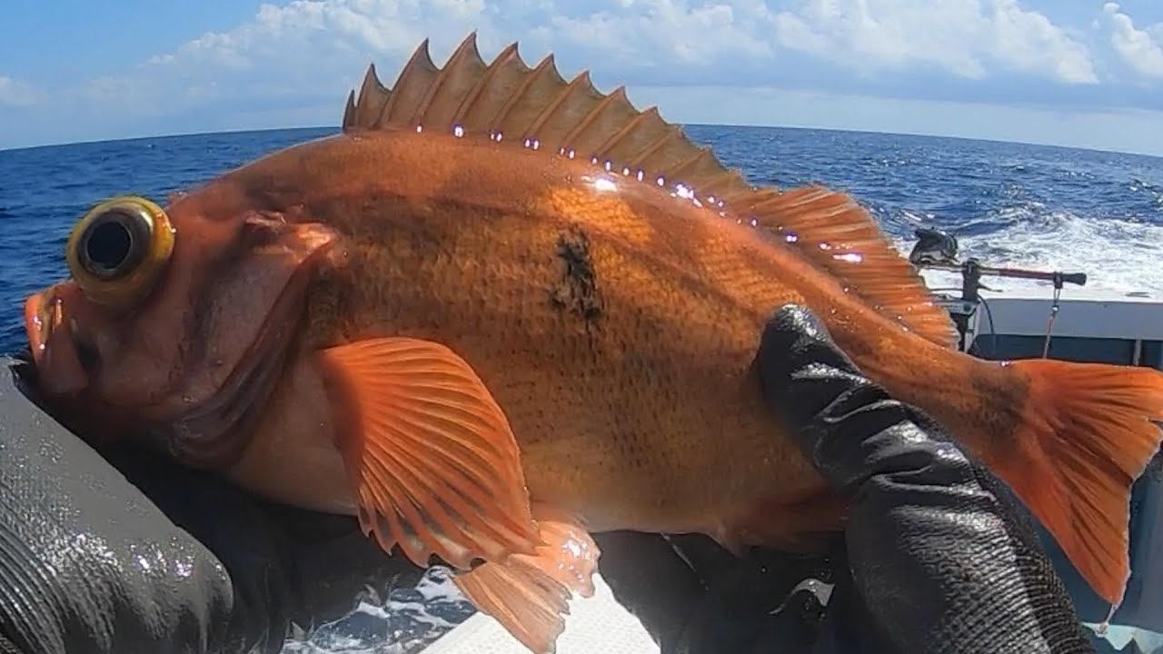 《京都・裕凪丸》【初心者だって大丈夫‼】クーラー満タン爆釣　沖メバル2023 8 13沖メバル